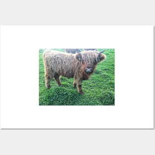 Scottish Highland Cattle Calf 2107 Posters and Art